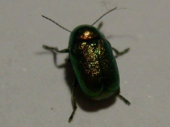 Cryptocephalus transiens